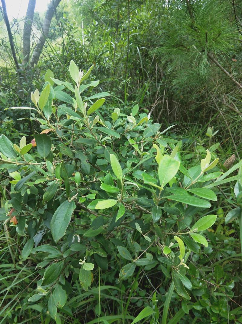 野生桃金娘根20/斤鲜丶一件一斤，两件起售