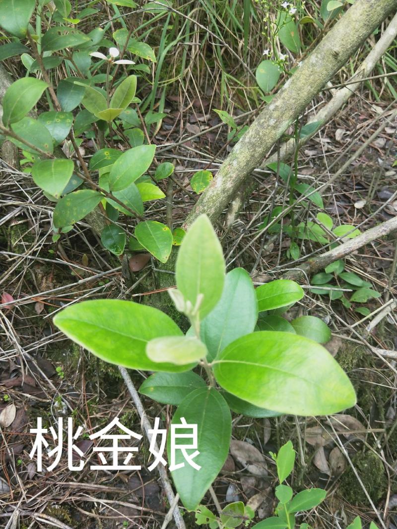 野生桃金娘根20/斤鲜丶一件一斤，两件起售