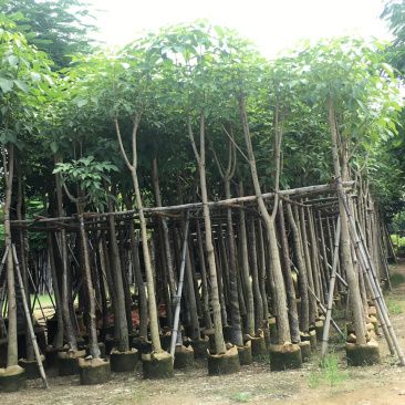 红花风铃木5公分到6公分长期供应各种绿化苗木