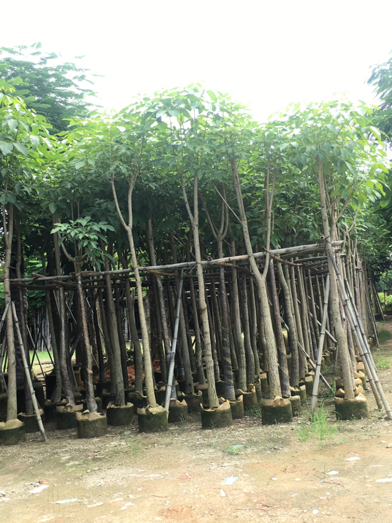 红花风铃木5公分到6公分长期供应各种绿化苗木