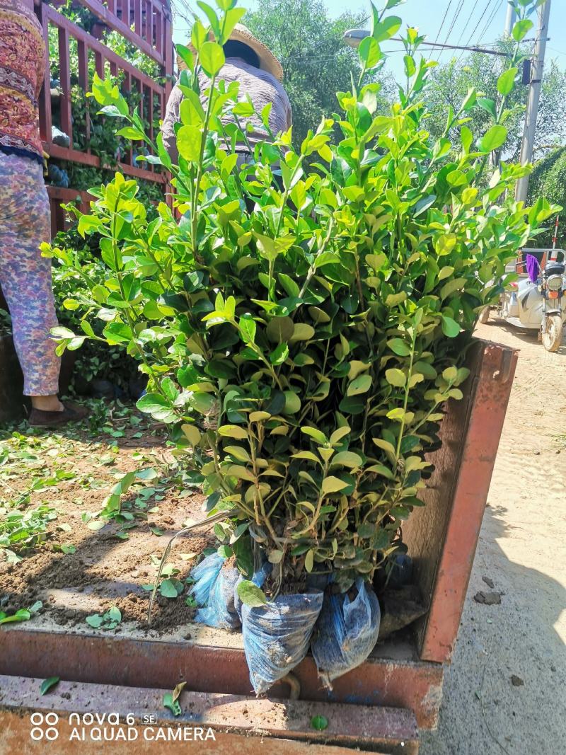 衡水深州卫矛小苗，女贞小苗，黄杨小苗基地