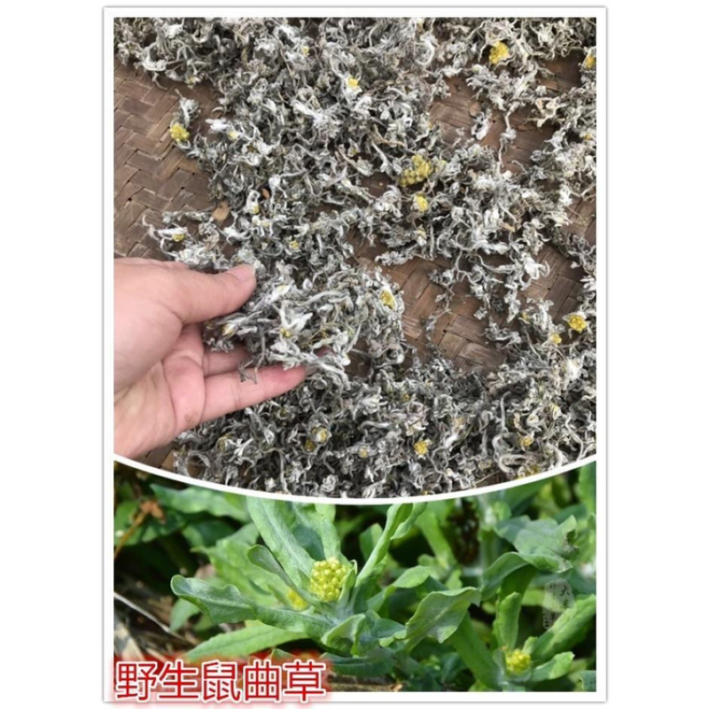 【鼠曲草】安徽鼠曲草一手货源产地直销品质保证