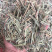 香茅草【包邮】三斤起发货各种规格都有货
