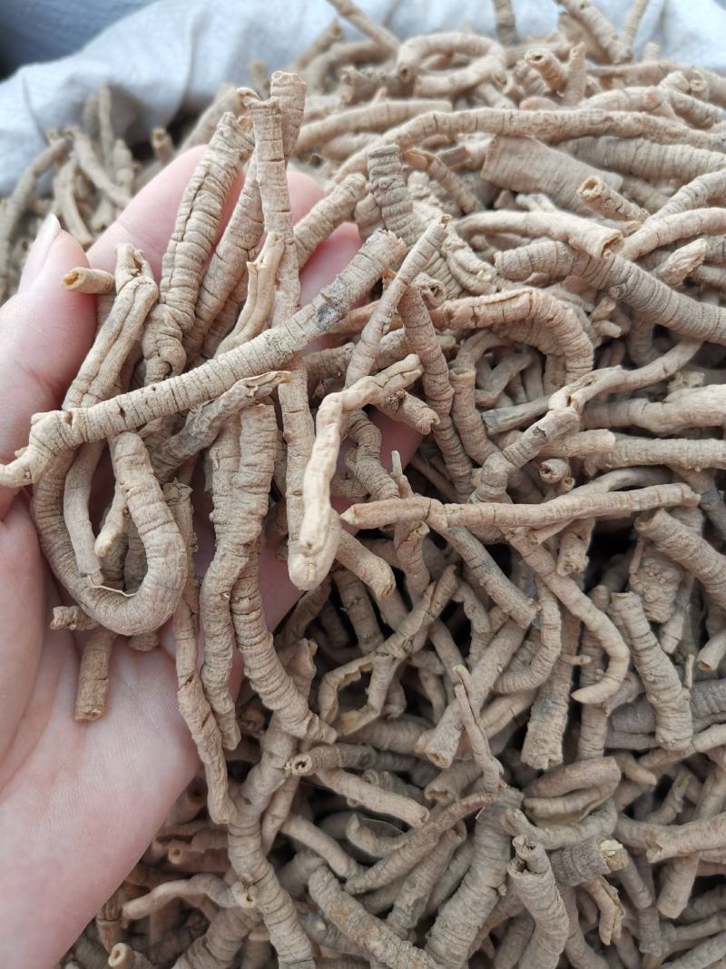 远志山西无硫远志高抽心率各种规格可批发零售