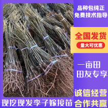 四川脆红蜂糖青脆半边红五月脆恐龙蛋西梅五月脆现挖现发全国
