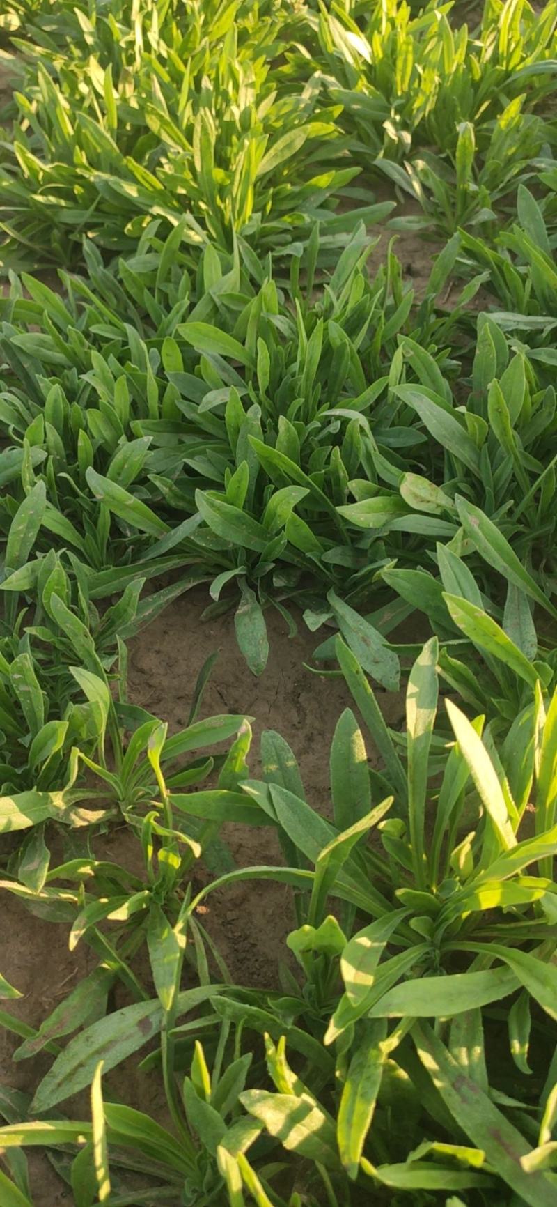 野菜面条菜种植基地！1千多亩！欢迎实地考察订购！