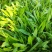 野菜面条菜种植基地！1千多亩！欢迎实地考察订购！