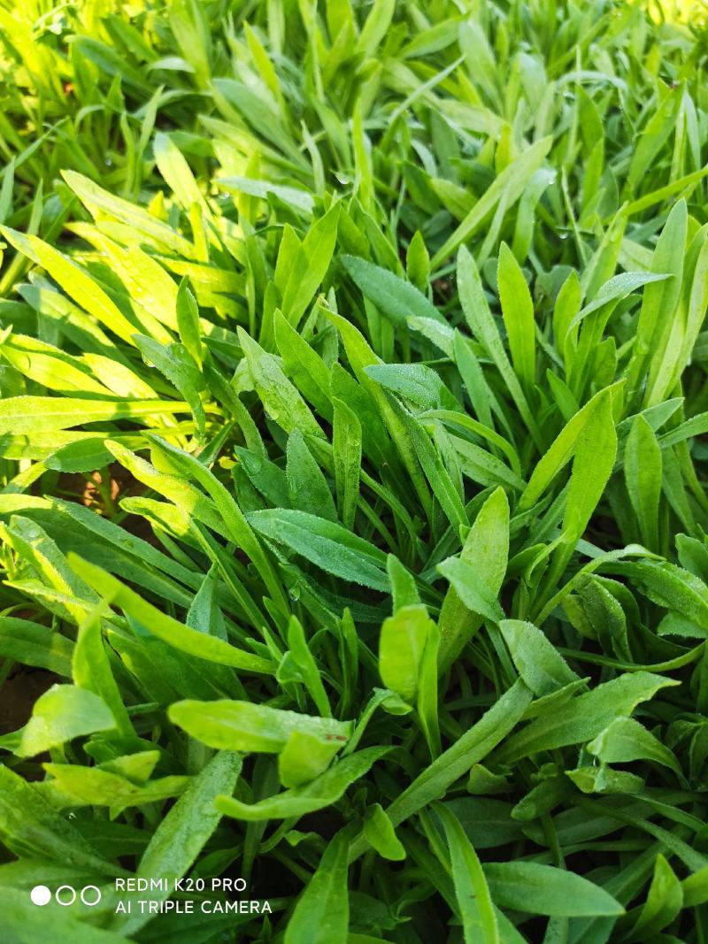 野菜面条菜种植基地！1千多亩！欢迎实地考察订购！