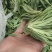 野菜面条菜种植基地！1千多亩！欢迎实地考察订购！