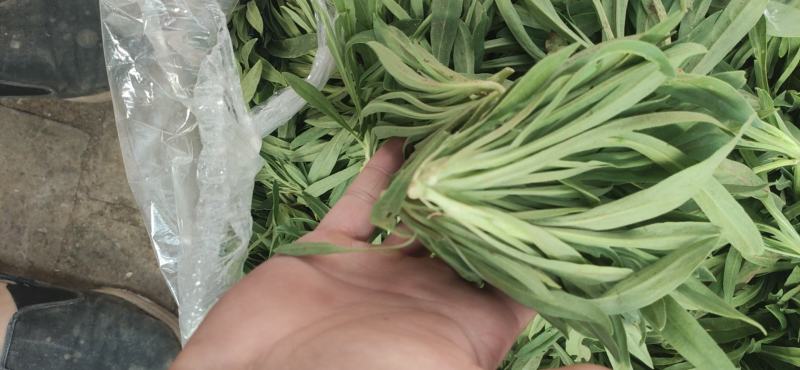 野菜面条菜种植基地！1千多亩！欢迎实地考察订购！