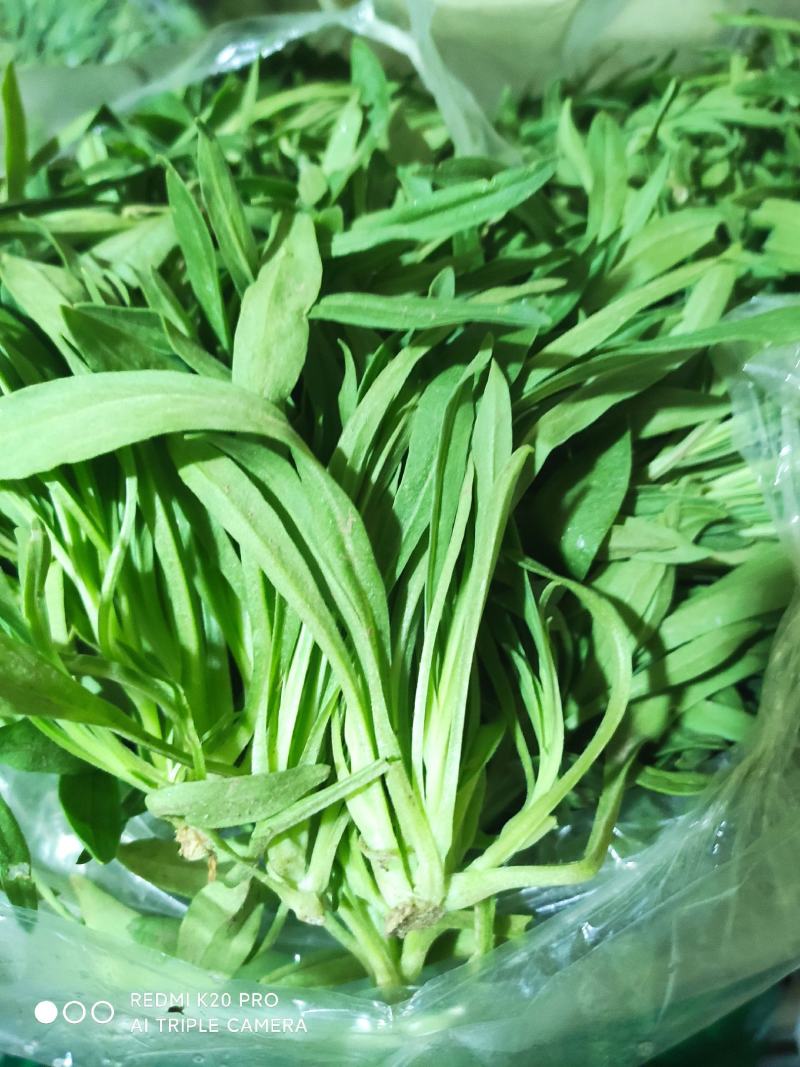 野菜面条菜种植基地！1千多亩！欢迎实地考察订购！
