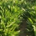 野菜面条菜种植基地！1千多亩！欢迎实地考察订购！
