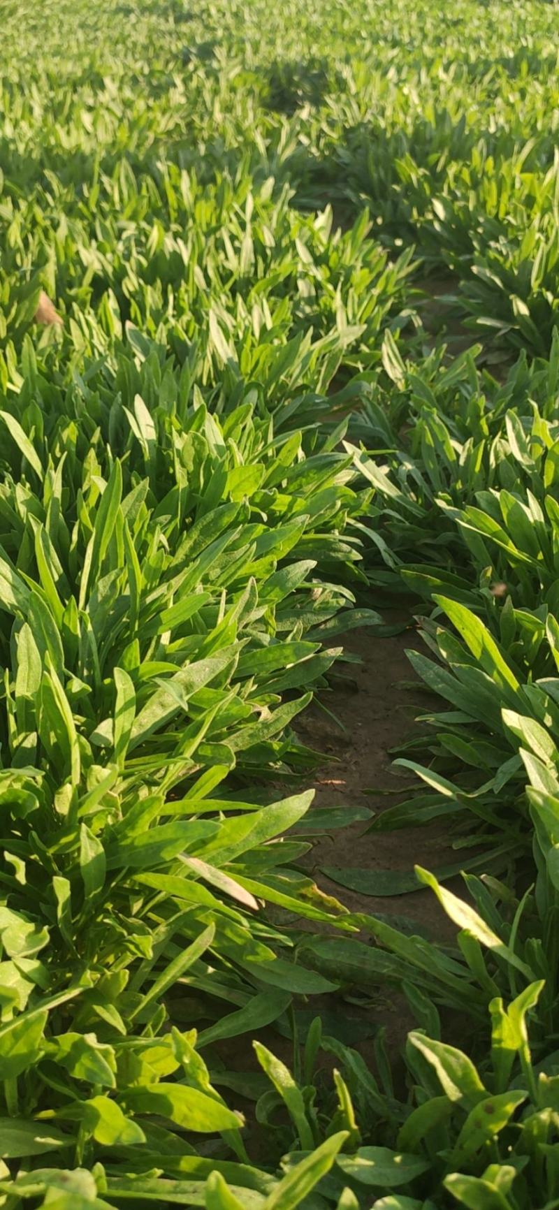野菜面条菜种植基地！1千多亩！欢迎实地考察订购！