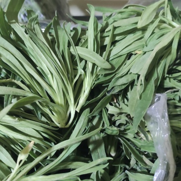 野菜面条菜种植基地！1千多亩！欢迎实地考察订购！