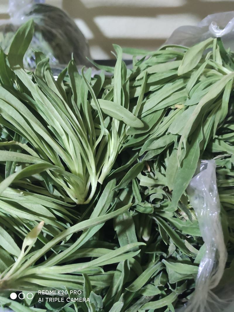 野菜面条菜种植基地！1千多亩！欢迎实地考察订购！