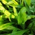 野菜面条菜种植基地！1千多亩！欢迎实地考察订购！