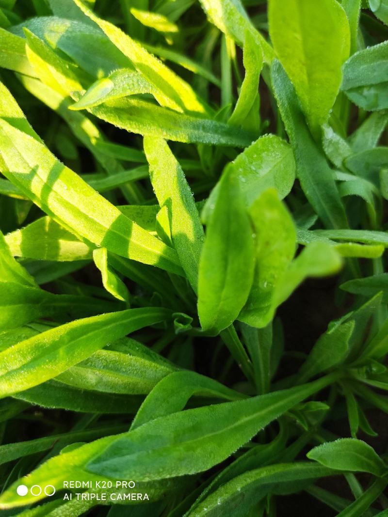 野菜面条菜种植基地！1千多亩！欢迎实地考察订购！