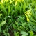 野菜面条菜种植基地！1千多亩！欢迎实地考察订购！
