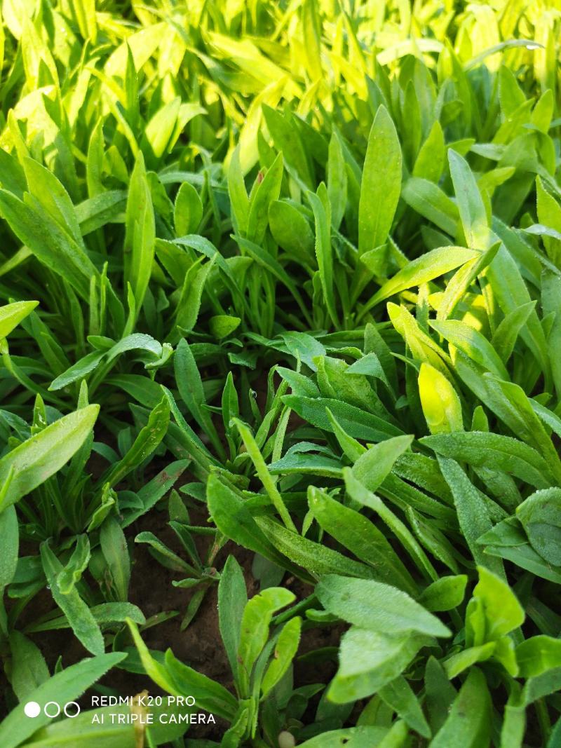野菜面条菜种植基地！1千多亩！欢迎实地考察订购！