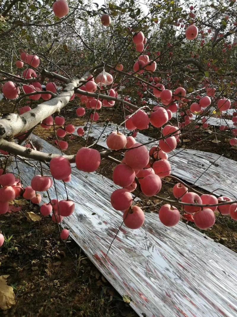 红提，红香酥梨大量苹果