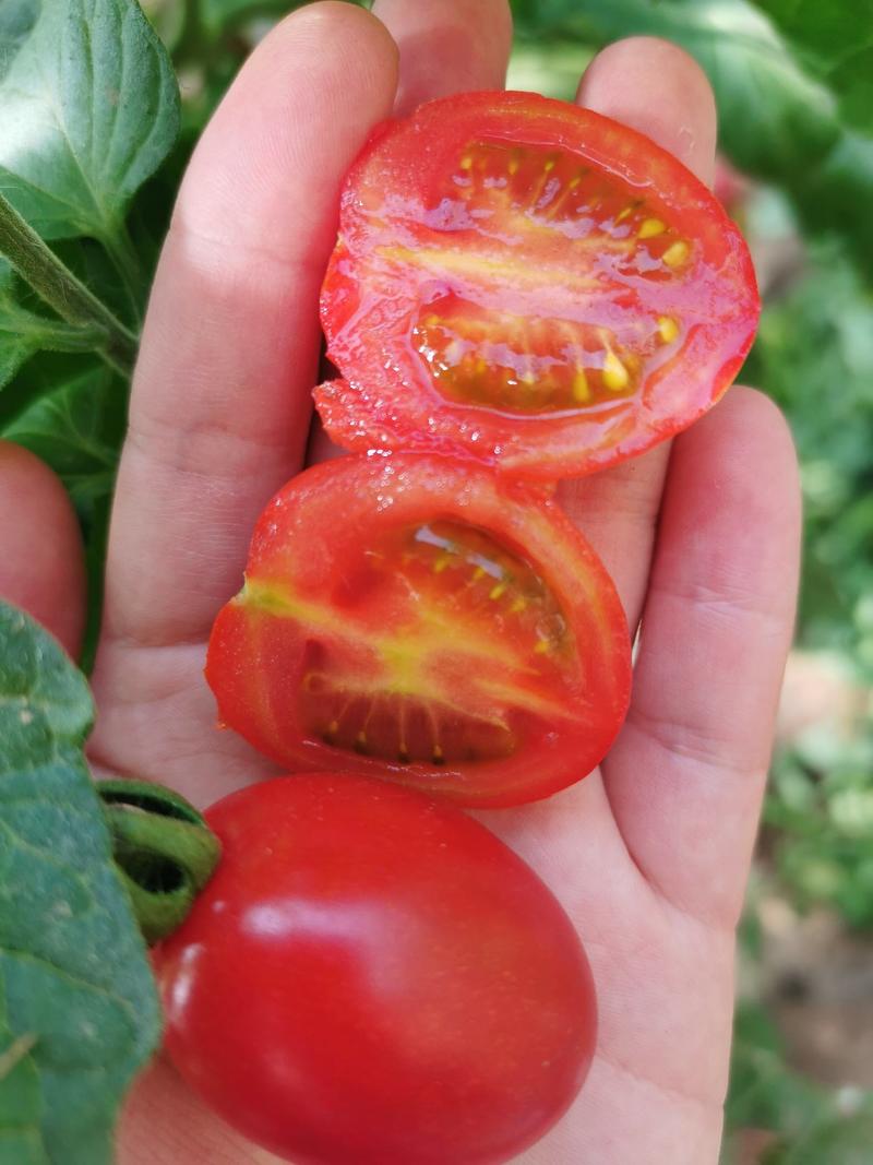 山东寿光田园小红口感番茄苗子适合采摘园种植