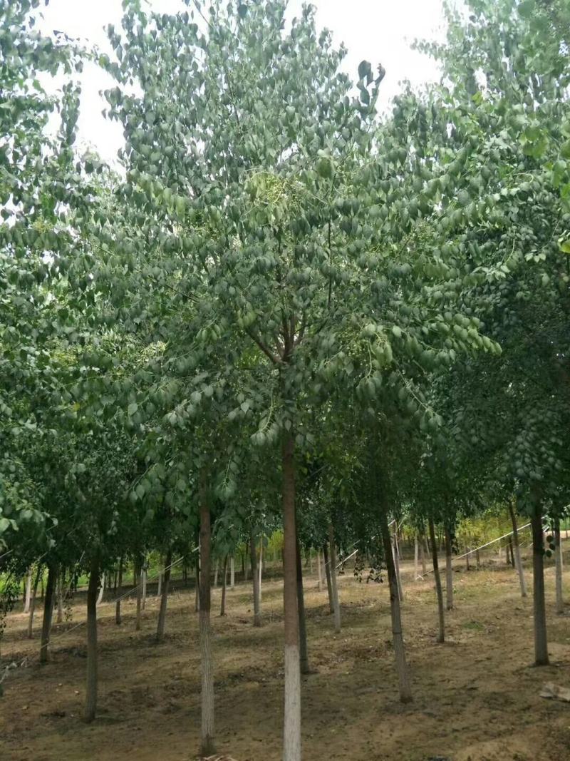 丝棉木各种规格质量好价格低廉不择土壤成活率高
