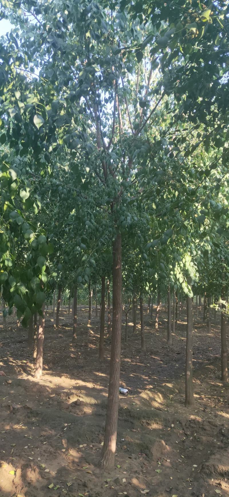 丝棉木各种规格质量好价格低廉不择土壤成活率高