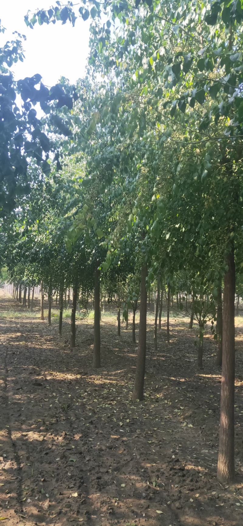 丝棉木各种规格质量好价格低廉不择土壤成活率高