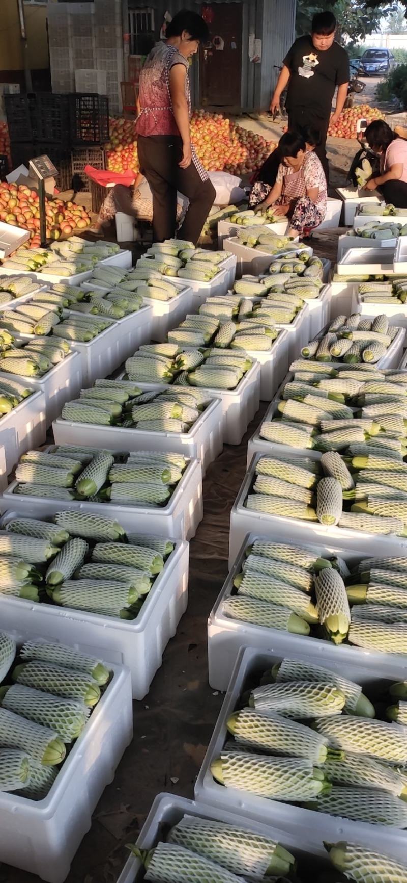 精品西葫芦大量上市中西葫瓜山东聊城油绿西葫芦