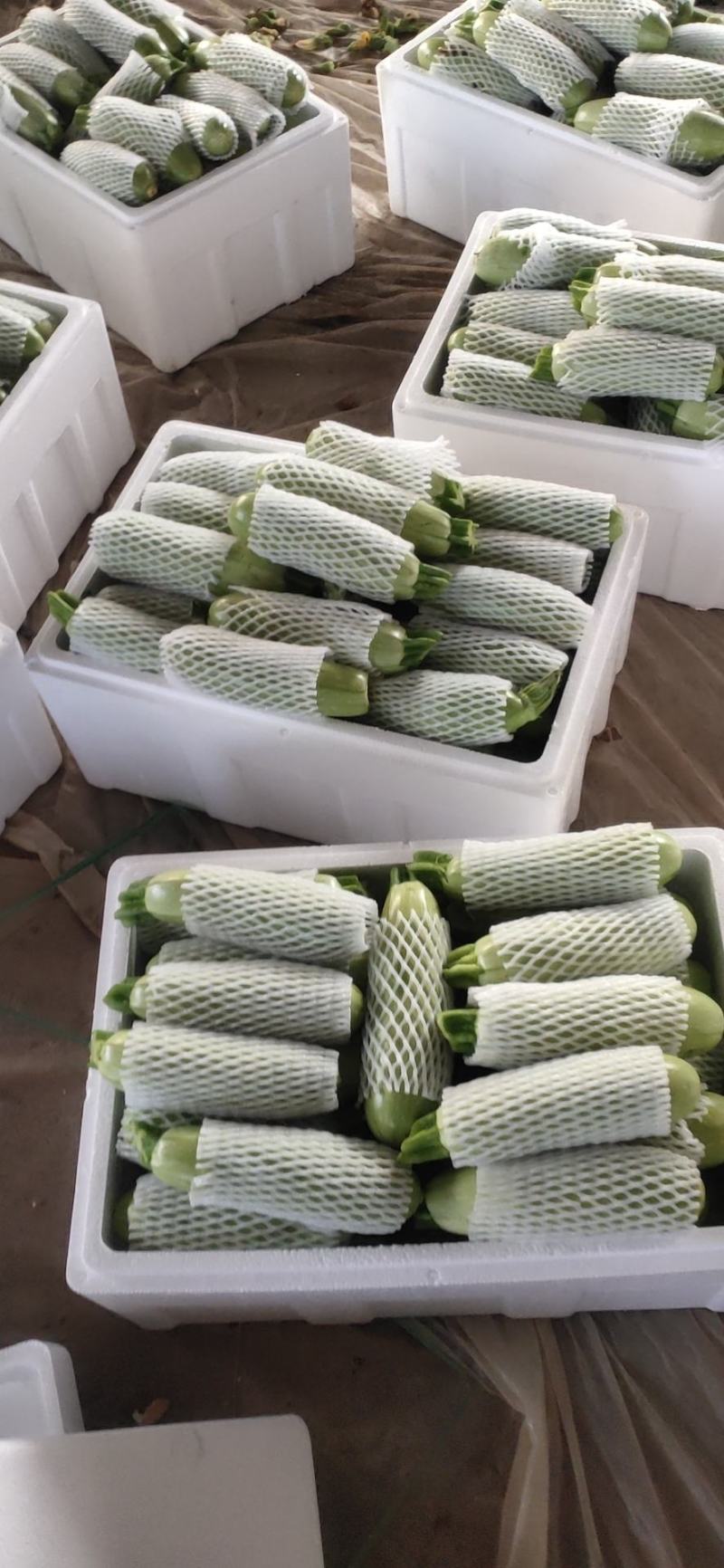 精品西葫芦大量上市中西葫瓜山东聊城油绿西葫芦