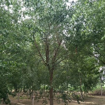 丝棉木各种规格质量好价格低廉不择土壤成活率高