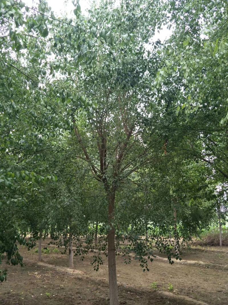 丝棉木各种规格质量好价格低廉不择土壤成活率高