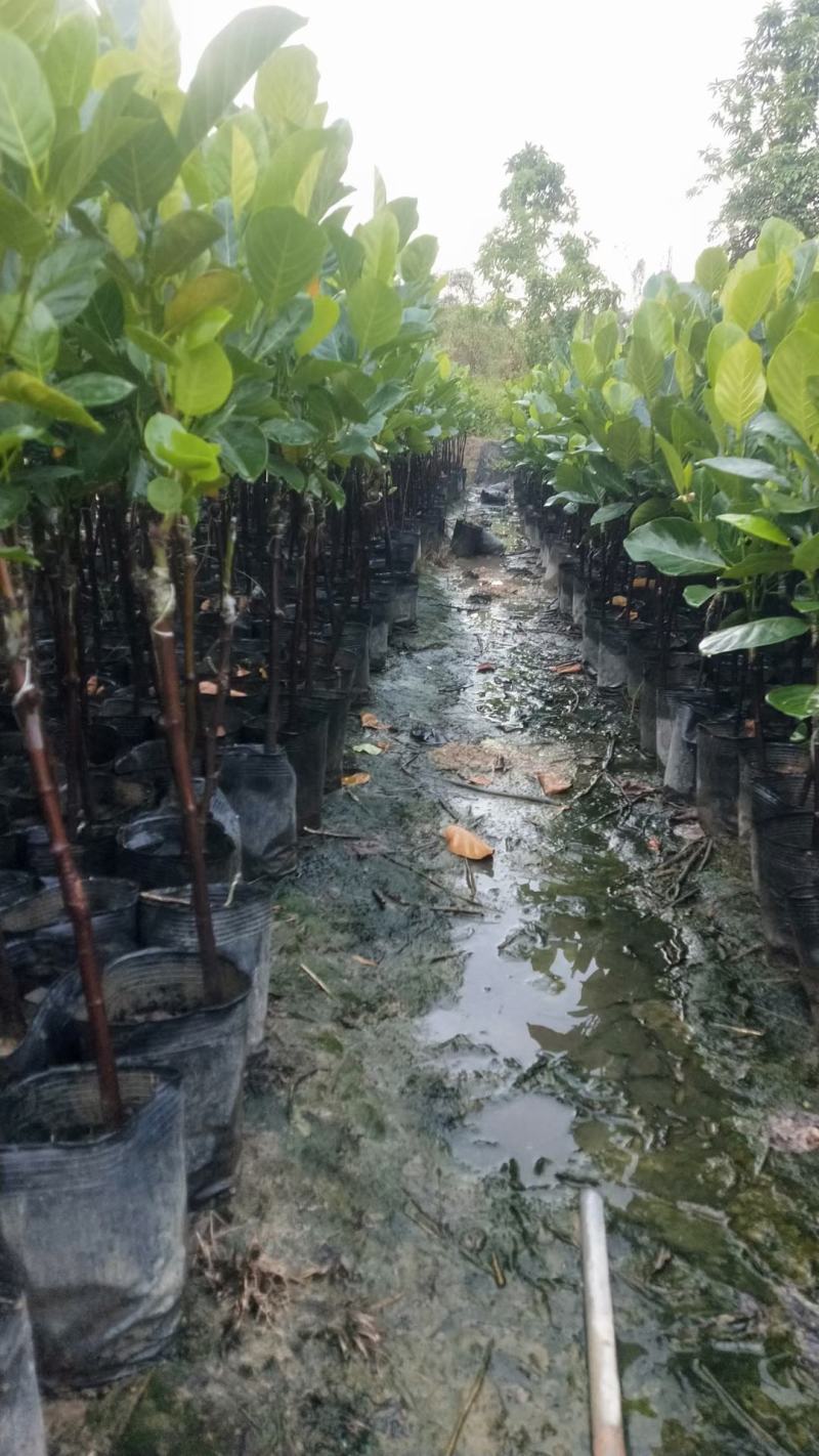 嫁接马來西亚1号菠萝蜜苗红肉也有