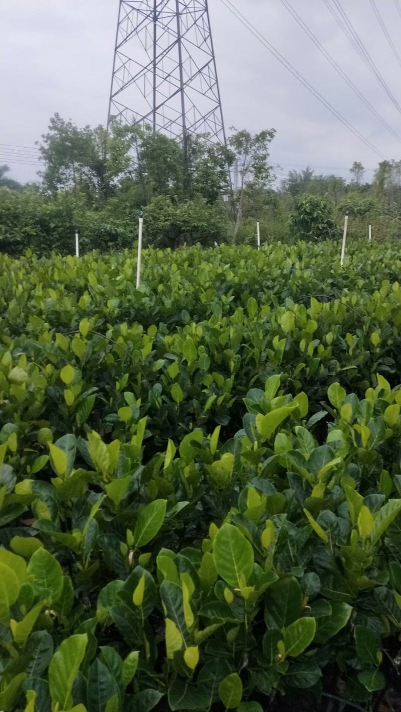 嫁接马來西亚1号菠萝蜜苗红肉也有