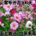 波斯菊花种子格桑花种籽子七彩四季开花易活庭院花海阳台绿化