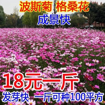 波斯菊花种子格桑花种籽子七彩四季开花易活庭院花海阳台绿化