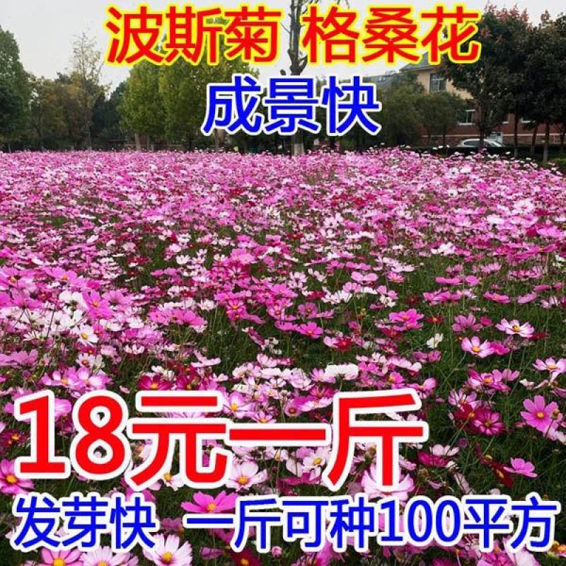 波斯菊花种子格桑花种籽子七彩四季开花易活庭院花海阳台绿化