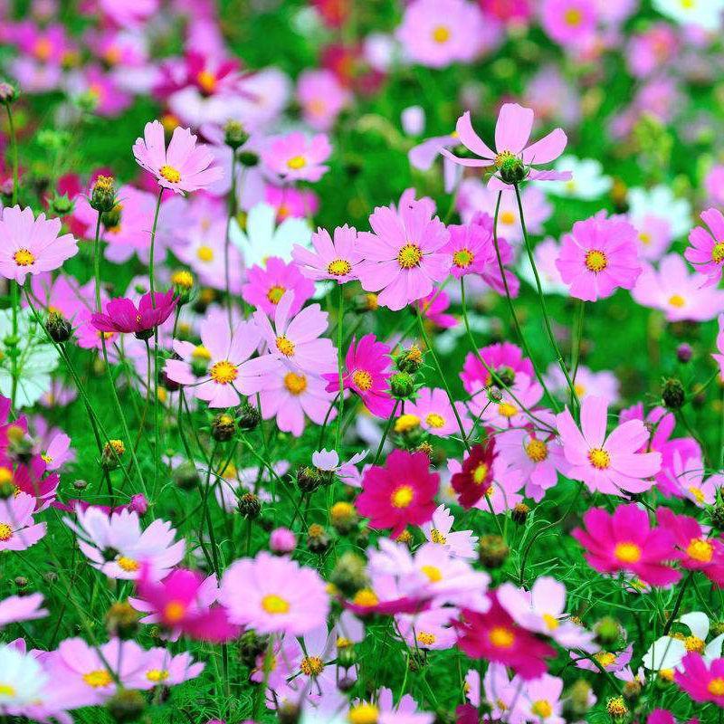 波斯菊花种子格桑花种籽子七彩四季开花易活庭院花海阳台绿化
