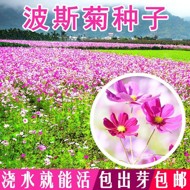 波斯菊花种子格桑花种籽子七彩四季开花易活庭院花海阳台绿化