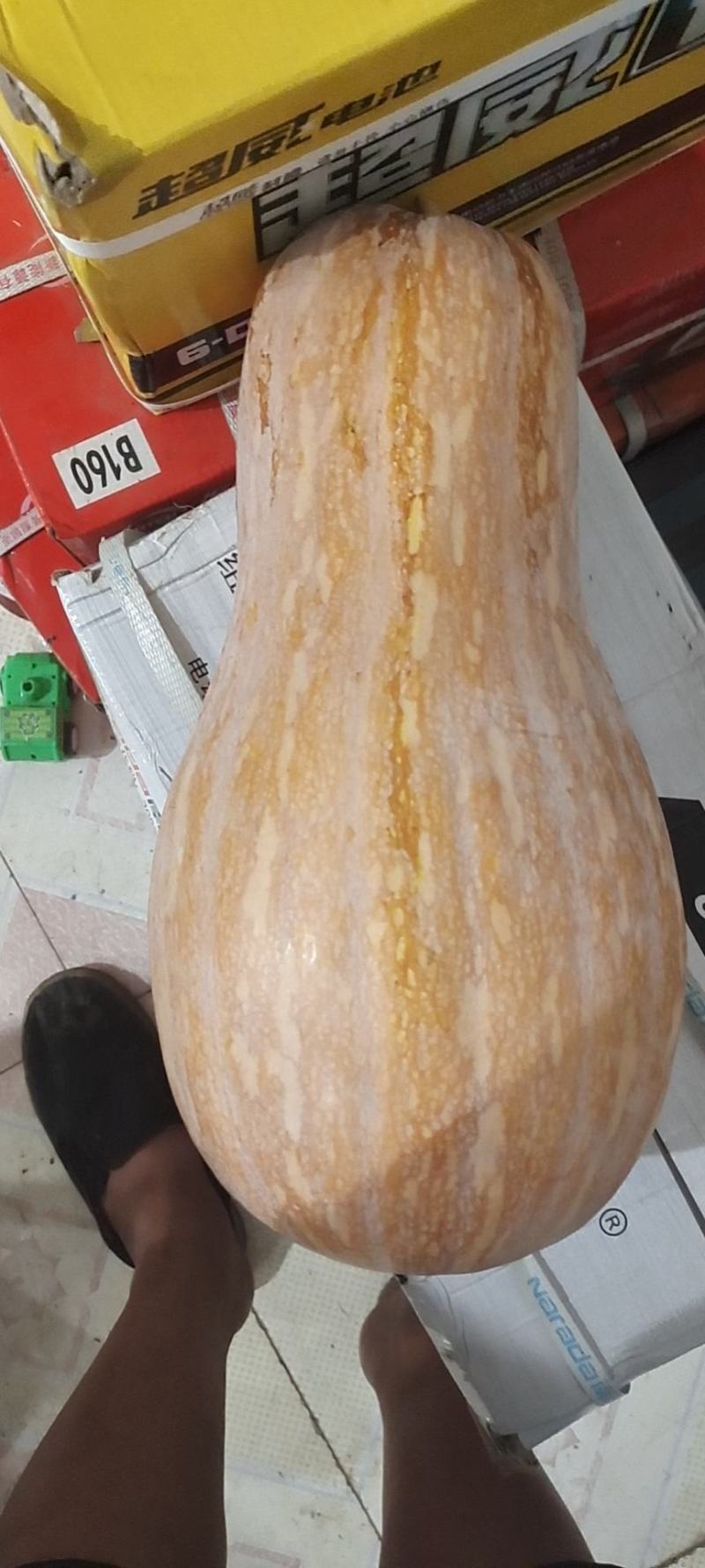 海南南瓜密本金瀚《产地直销》《视频看货》