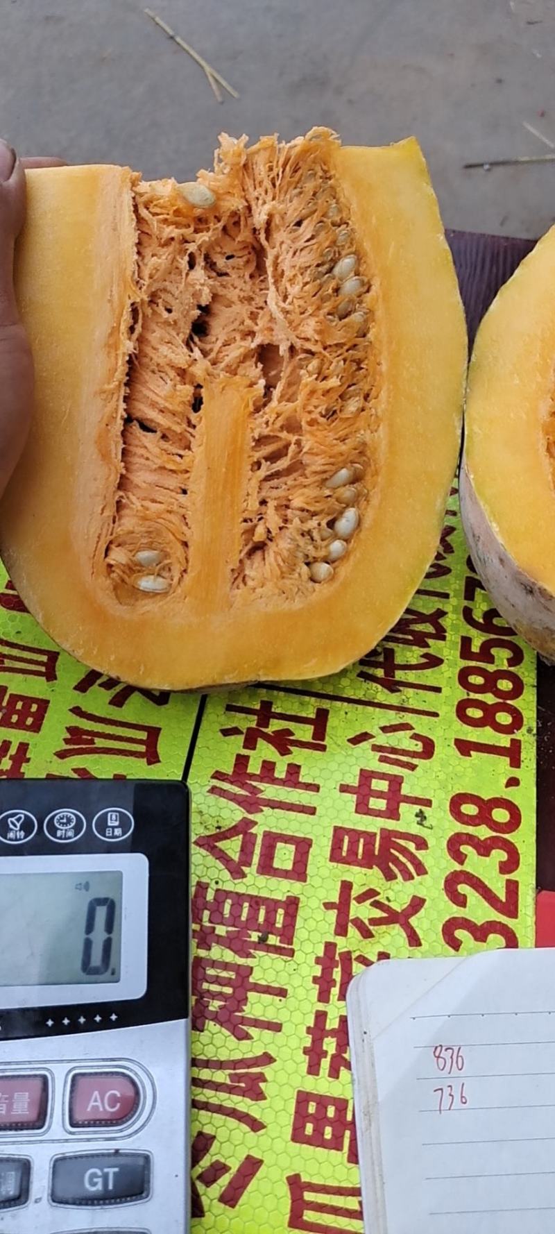 海南南瓜密本金瀚《产地直销》《视频看货》