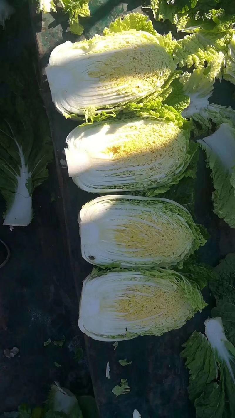 吉林白菜玲珑黄大量供应诚信发货一手货源质量保证