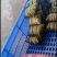 板栗粽，软糯味香，自家纯手工制作，无添加剂