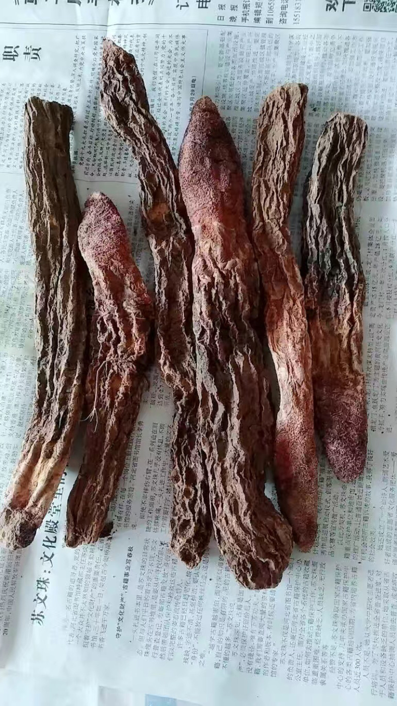 正宗金锁阳个子片子各种规格产地直发一手货源
