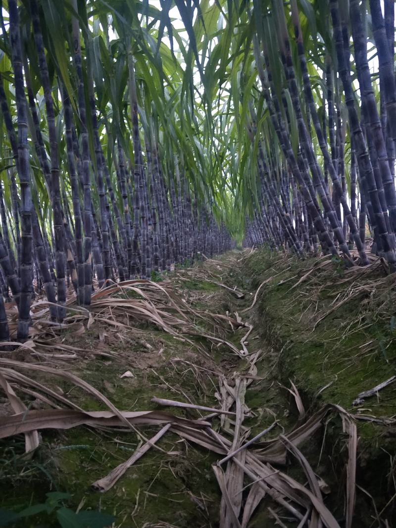 安徽颍上县黑皮甘蔗上市啦！全国的老板们可以前来考察验证。