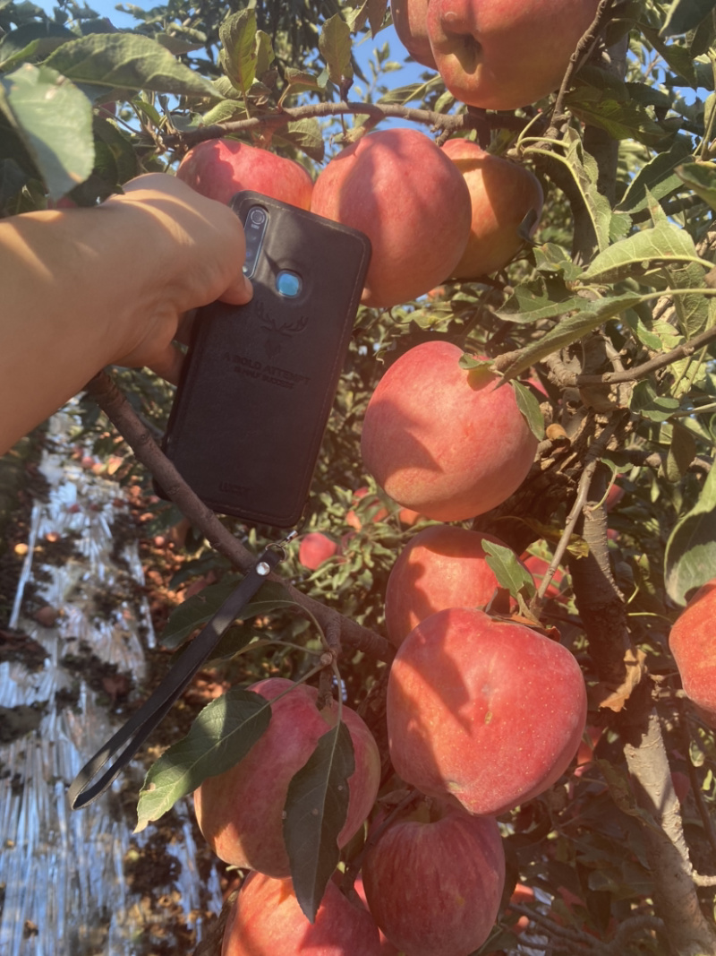 （红星苹果）皮薄。多汁口感脆甜货源充足产地直发
