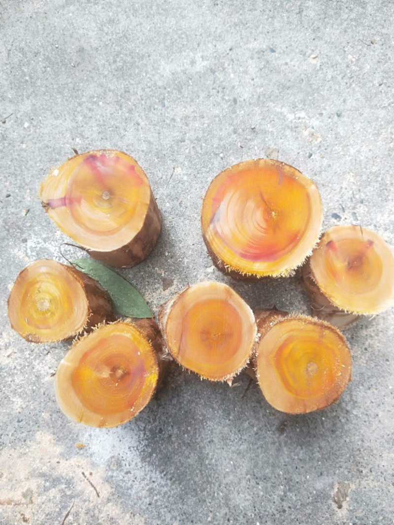 苏木.百部长期有以及大量现货，成活率高。