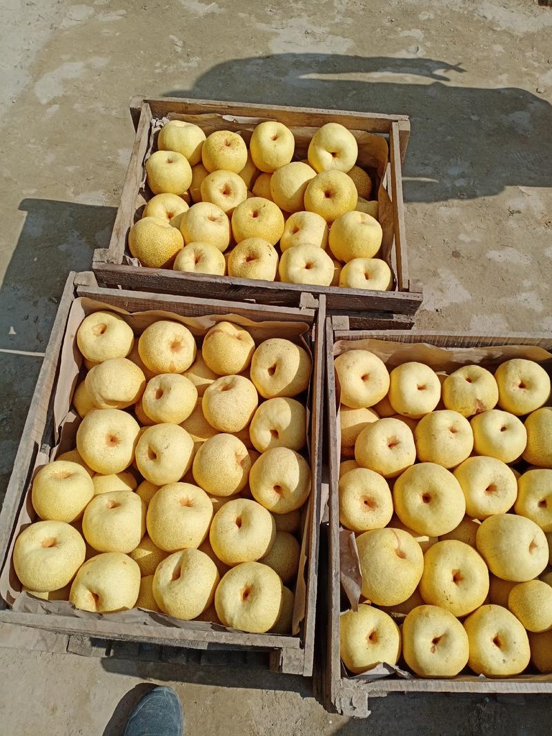 金顶谢花酥高档优质白梨，百年老树，质量保证，价格低廉。