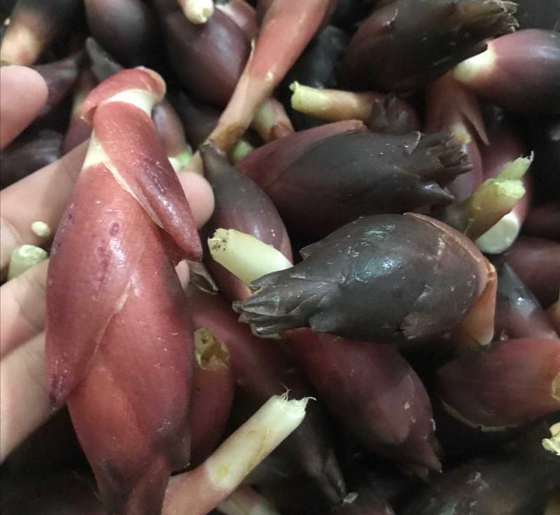 阳荷种根2020年新鲜阳荷种根洋河姜种根