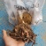 阳荷种根2020年新鲜阳荷种根洋河姜种根